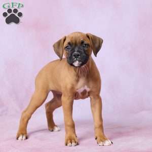 Tammy, Boxer Puppy